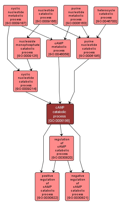 GO:0006198 - cAMP catabolic process (interactive image map)