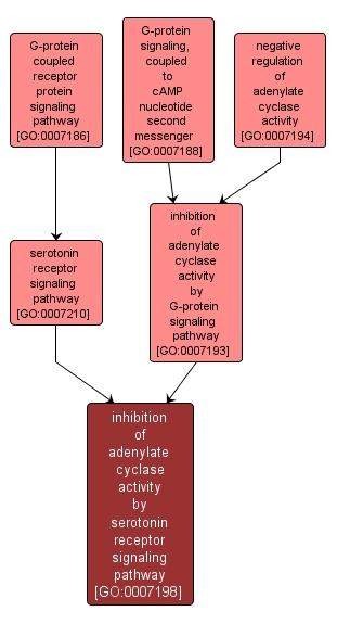 GO:0007198 - inhibition of adenylate cyclase activity by serotonin receptor signaling pathway (interactive image map)