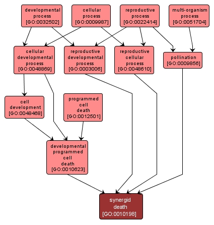 GO:0010198 - synergid death (interactive image map)