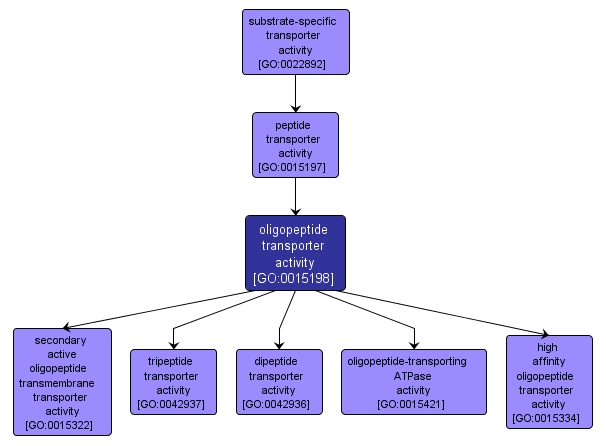 GO:0015198 - oligopeptide transporter activity (interactive image map)