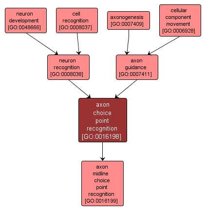 GO:0016198 - axon choice point recognition (interactive image map)