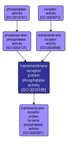 GO:0019198 - transmembrane receptor protein phosphatase activity (interactive image map)