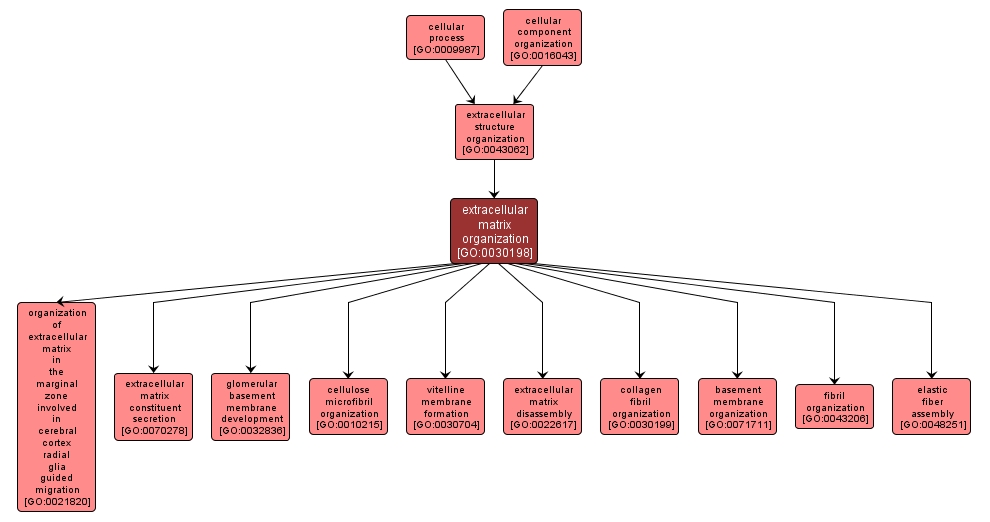 GO:0030198 - extracellular matrix organization (interactive image map)