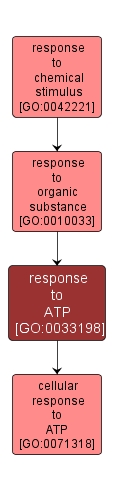 GO:0033198 - response to ATP (interactive image map)