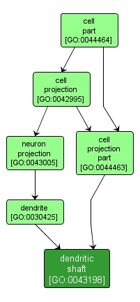 GO:0043198 - dendritic shaft (interactive image map)