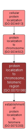GO:0070198 - protein localization to chromosome, telomeric region (interactive image map)