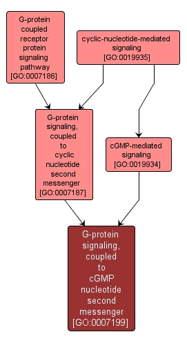 GO:0007199 - G-protein signaling, coupled to cGMP nucleotide second messenger (interactive image map)