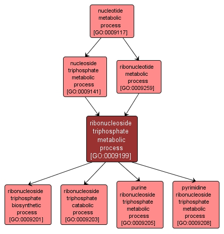 GO:0009199 - ribonucleoside triphosphate metabolic process (interactive image map)