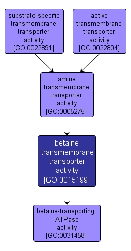 GO:0015199 - betaine transmembrane transporter activity (interactive image map)