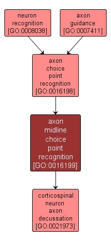 GO:0016199 - axon midline choice point recognition (interactive image map)