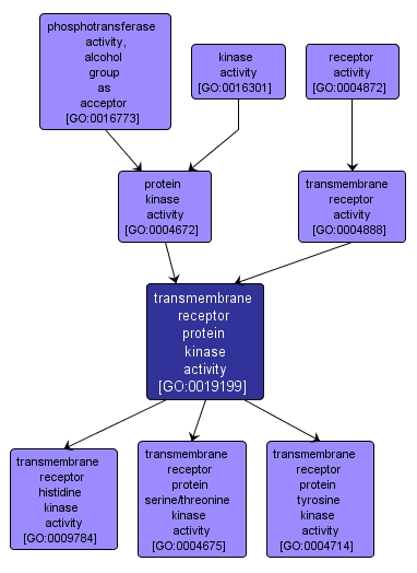 GO:0019199 - transmembrane receptor protein kinase activity (interactive image map)