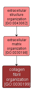 GO:0030199 - collagen fibril organization (interactive image map)