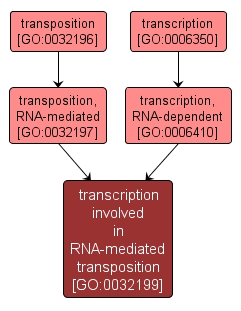 GO:0032199 - transcription involved in RNA-mediated transposition (interactive image map)
