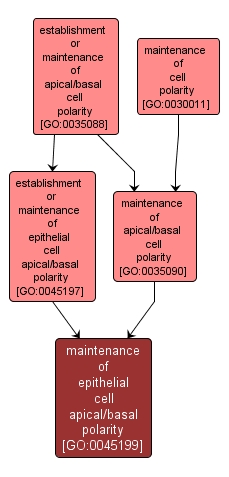 GO:0045199 - maintenance of epithelial cell apical/basal polarity (interactive image map)