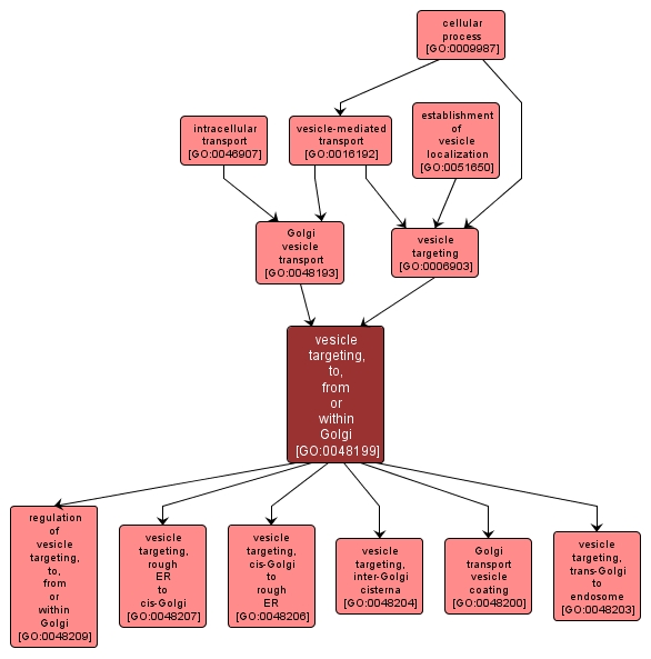 GO:0048199 - vesicle targeting, to, from or within Golgi (interactive image map)