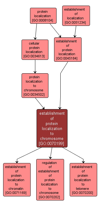 GO:0070199 - establishment of protein localization to chromosome (interactive image map)