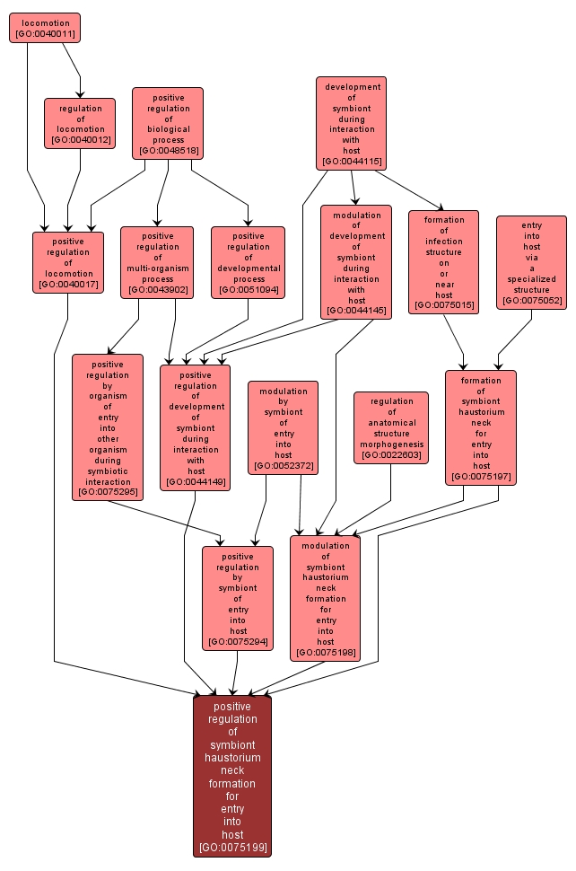 GO:0075199 - positive regulation of symbiont haustorium neck formation for entry into host (interactive image map)