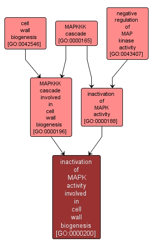 GO:0000200 - inactivation of MAPK activity involved in cell wall biogenesis (interactive image map)