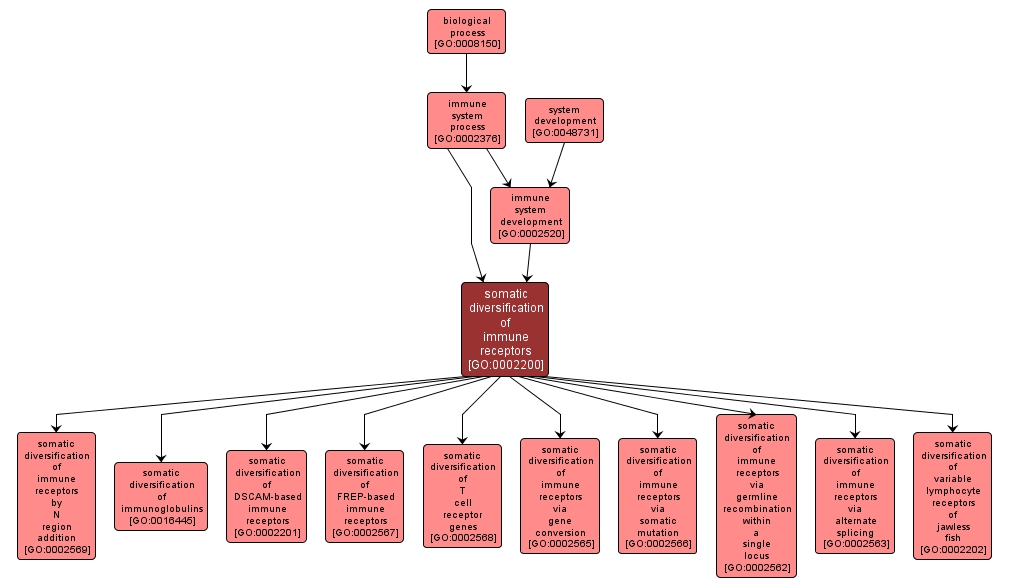 GO:0002200 - somatic diversification of immune receptors (interactive image map)
