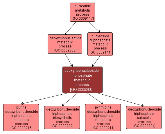 GO:0009200 - deoxyribonucleoside triphosphate metabolic process (interactive image map)