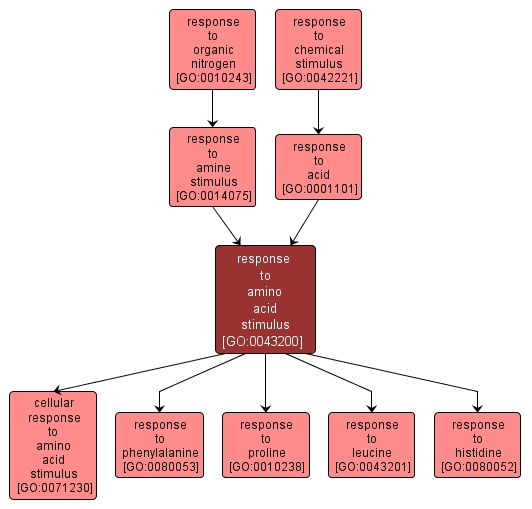 GO:0043200 - response to amino acid stimulus (interactive image map)