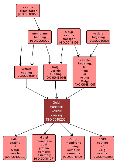 GO:0048200 - Golgi transport vesicle coating (interactive image map)