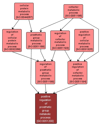 GO:0051200 - positive regulation of prosthetic group metabolic process (interactive image map)