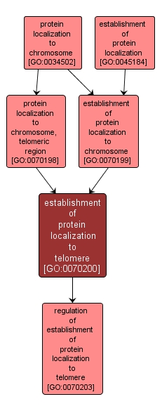 GO:0070200 - establishment of protein localization to telomere (interactive image map)
