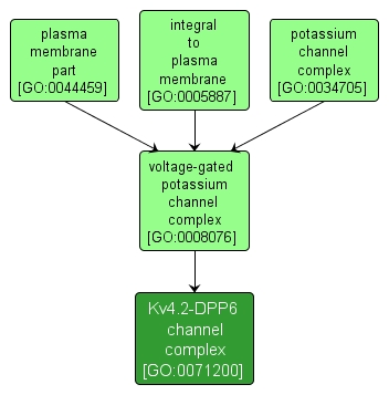 GO:0071200 - Kv4.2-DPP6 channel complex (interactive image map)