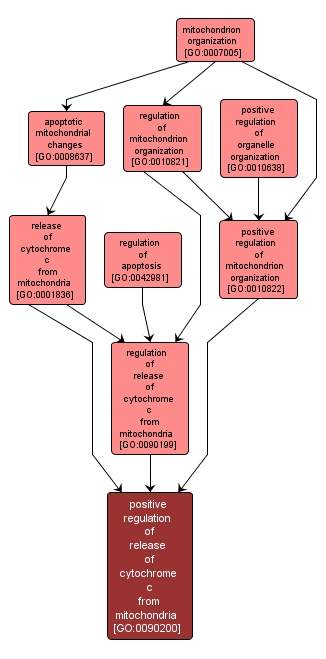 GO:0090200 - positive regulation of release of cytochrome c from mitochondria (interactive image map)