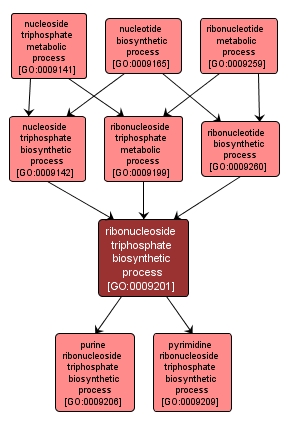GO:0009201 - ribonucleoside triphosphate biosynthetic process (interactive image map)