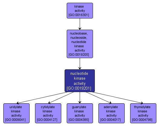 GO:0019201 - nucleotide kinase activity (interactive image map)