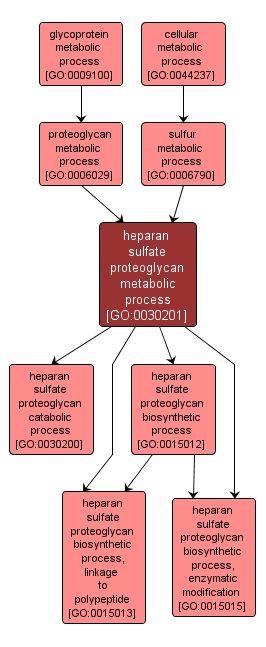 GO:0030201 - heparan sulfate proteoglycan metabolic process (interactive image map)