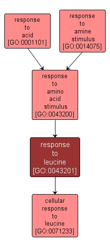 GO:0043201 - response to leucine (interactive image map)