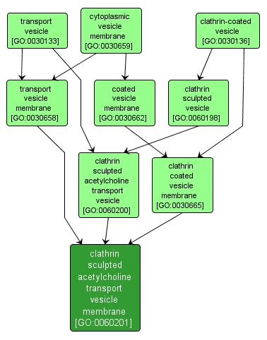 GO:0060201 - clathrin sculpted acetylcholine transport vesicle membrane (interactive image map)