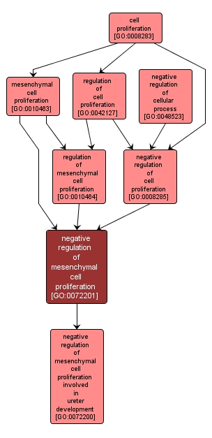 GO:0072201 - negative regulation of mesenchymal cell proliferation (interactive image map)