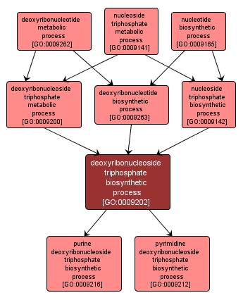 GO:0009202 - deoxyribonucleoside triphosphate biosynthetic process (interactive image map)