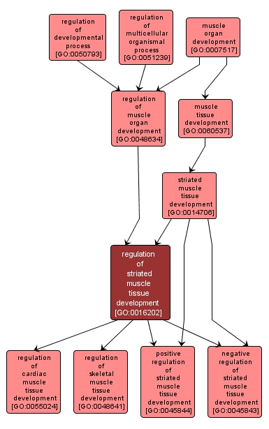 GO:0016202 - regulation of striated muscle tissue development (interactive image map)