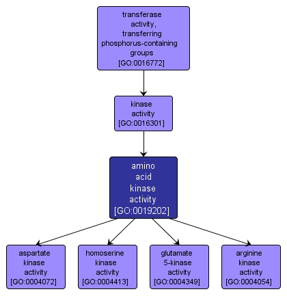 GO:0019202 - amino acid kinase activity (interactive image map)