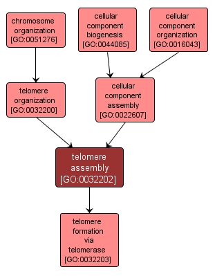 GO:0032202 - telomere assembly (interactive image map)