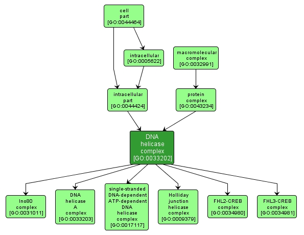 GO:0033202 - DNA helicase complex (interactive image map)