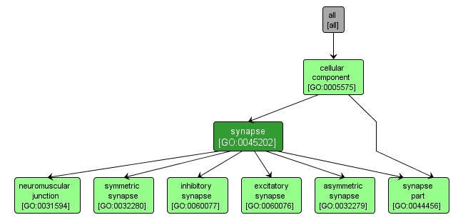 GO:0045202 - synapse (interactive image map)