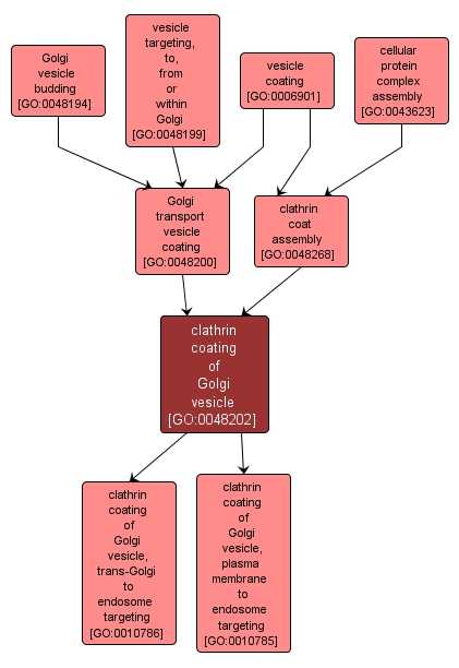 GO:0048202 - clathrin coating of Golgi vesicle (interactive image map)