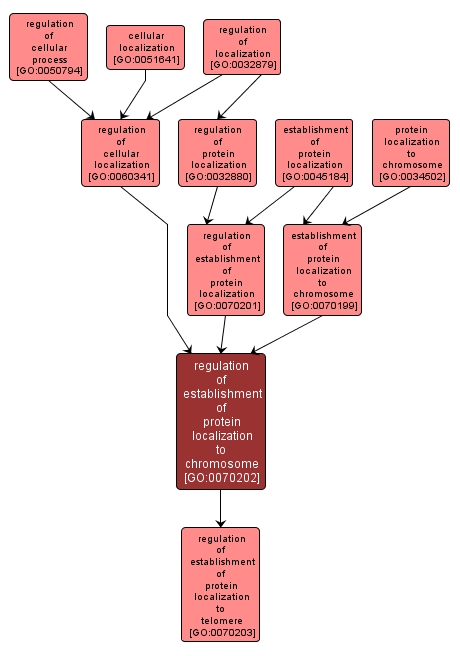 GO:0070202 - regulation of establishment of protein localization to chromosome (interactive image map)