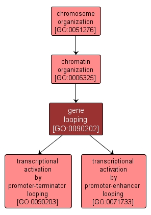 GO:0090202 - gene looping (interactive image map)