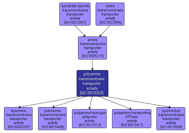 GO:0015203 - polyamine transmembrane transporter activity (interactive image map)
