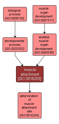 GO:0016203 - muscle attachment (interactive image map)