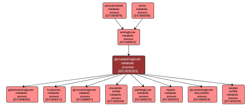 GO:0030203 - glycosaminoglycan metabolic process (interactive image map)