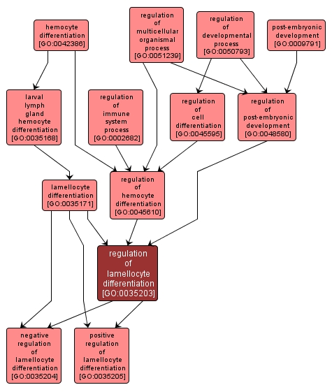 GO:0035203 - regulation of lamellocyte differentiation (interactive image map)