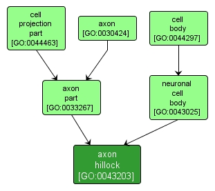 GO:0043203 - axon hillock (interactive image map)